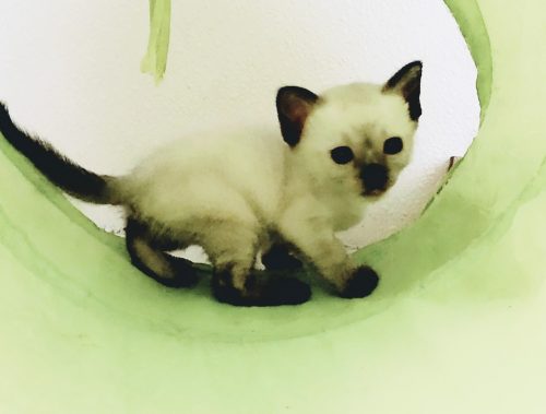 Azureys Cats Old Style Balinese Cat Siamese Cat Empire