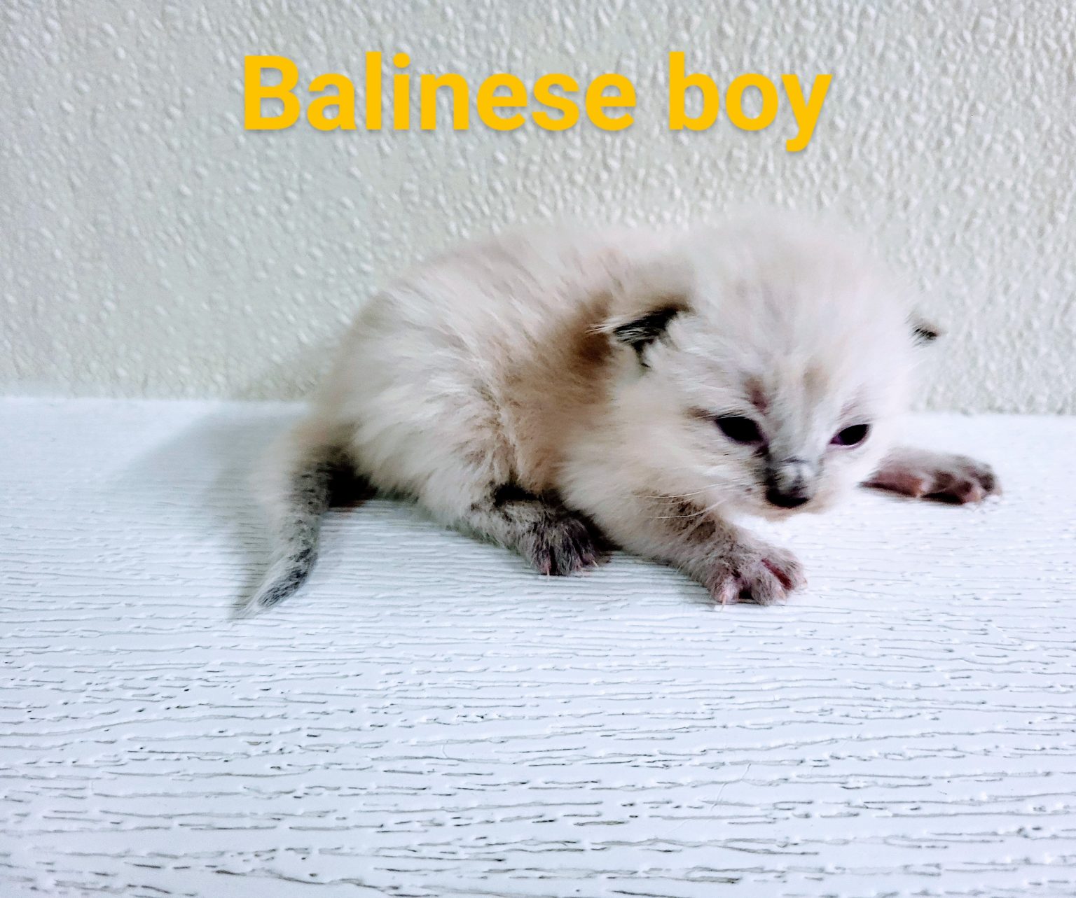 Our Kittens Country Loven Siamese Balinese   20240324 0939022 1536x1283 